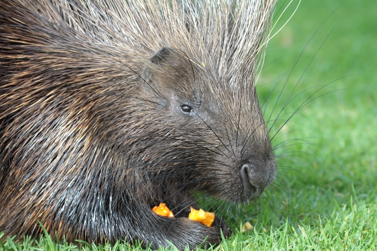 porcupine